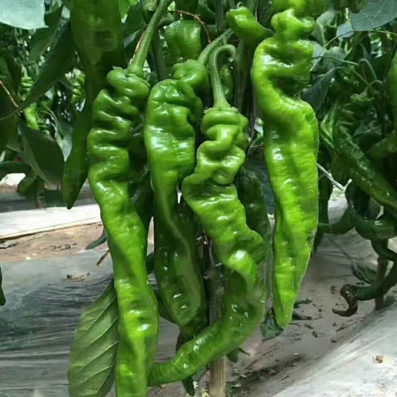Sementes de Pimenta F Híbrida Pimenta Picante Sili 200 500 Sementes Sementes de Pimenta Doce Sementes de Vegetais de Pim