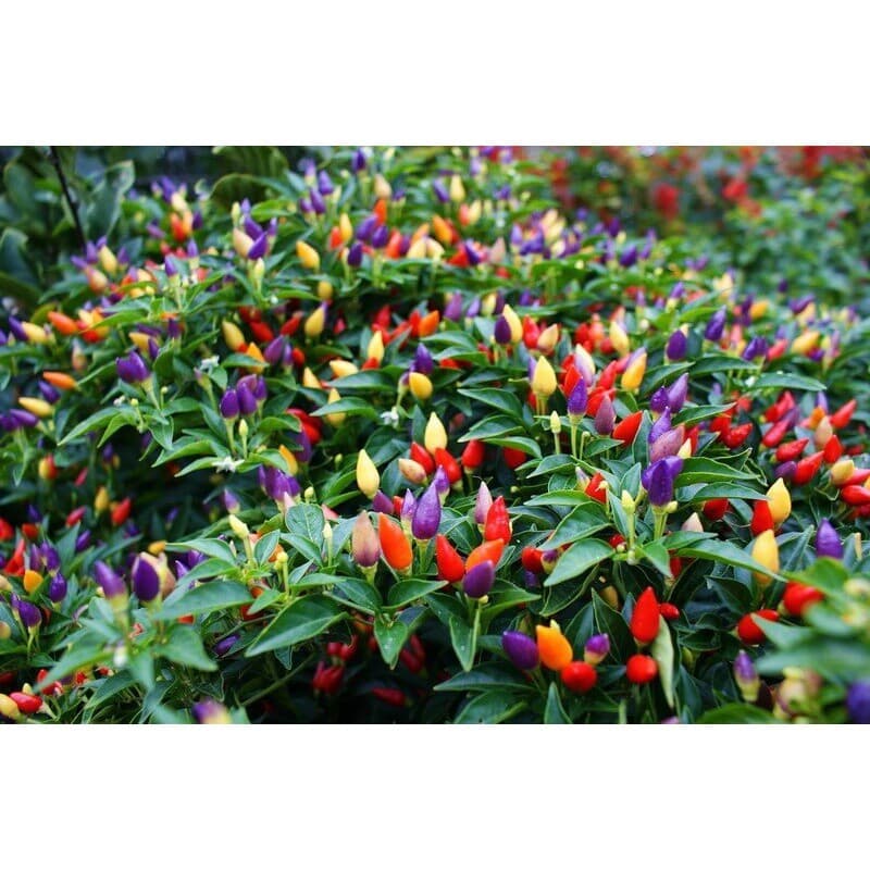 200 pcs 500 Sementes Multi-coloridas Pimenta Arco-íris Boliviana Pimenta Arco-íris Pimenta