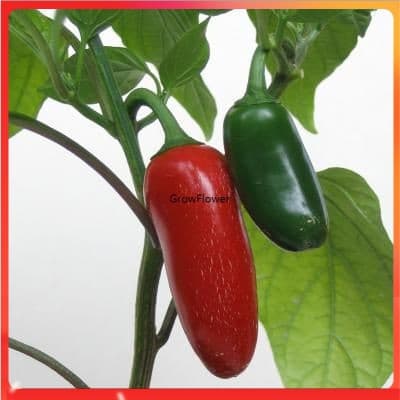 200 500 Sementes de Pimenta Pimenta Pimenta Pimenta Pimenta Pimenta para Plantio de Legumes